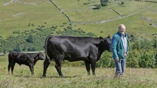 Farmers urged to investigate unexplained abortions in livestock