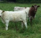 New team takes the helm at Beef Shorthorn Cattle Society