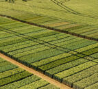 ADAMA adds new plant growth regulators to protection range