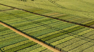 ADAMA adds new plant growth regulators to protection range