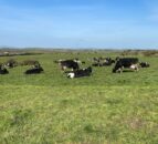 Trash to treasure: Manure could be a sustainable material in the future
