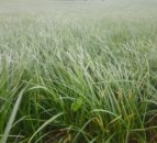 Barenbrug urges growers to 'go slowly' with first cuts