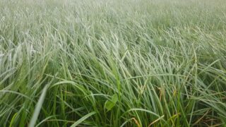 Barenbrug urges growers to ‘go slowly’ with first cuts