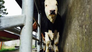 Chief veterinary officer confirms case of bluetongue in England