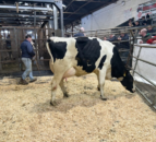 Prices reach 3,800gns at Taaffe Auctions’ monthly sale