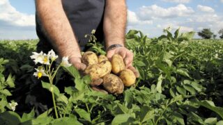 Eurofins Agro UK launches pesticide residue test for potatoes