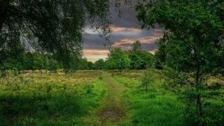 Purple Horizons Nature Recovery Project wins Public Sector Award