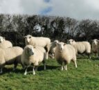 The Farming Network to host sheep scab information night