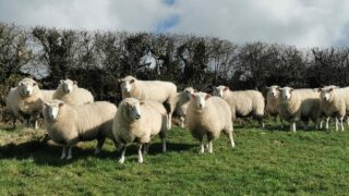 New strategy puts Northern Ireland sheep sector on front foot