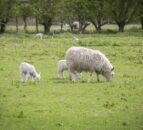 Vets call for farmers to vaccinate early against EAE