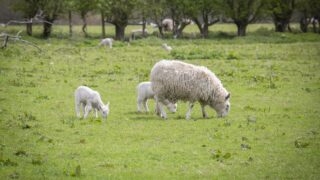 Vets call for farmers to vaccinate early against EAE