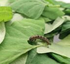SPS transitional period needed to avoid 'cliff edge' for GB farmers - NFU