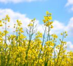 ProCam calls for growers to maximise oil content despite falling OSR prices