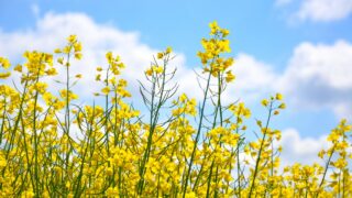 ProCam calls for growers to maximise oil content despite falling OSR prices