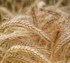 Tillage: The potential role for grain analysis