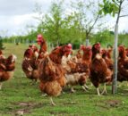 RSPCA 'Better Chicken' campaign calls on retailers for better chicken welfare
