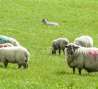 NSA seeks female shepherd for World Young Shepherds Challenge