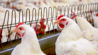 Mandatory bird registration coming into force soon