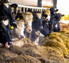 UFU ‘extremely concerned’ about pause in TB testing