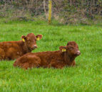 NI farm incomes increase by over 17% in 2022