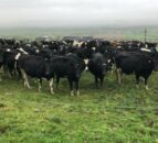Dairy advice: Not a year for passengers
