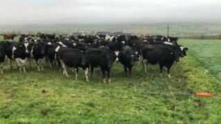 Dairy advice: Not a year for passengers