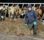 Finished cattle prices continue to strengthen in Northern Ireland