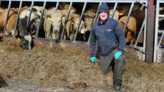 Finished cattle prices continue to strengthen in Northern Ireland