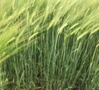 Genomics drives development of new barley breeding programme