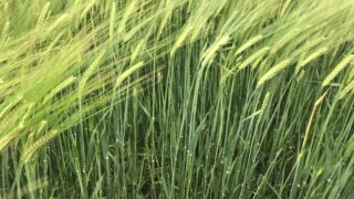 Genomics drives development of new barley breeding programme