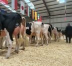 Emerald Expo title goes to Co. Wexford breeders