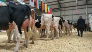 Emerald Expo title goes to Co. Wexford breeders