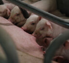 Antimicrobial use in agriculture could fuel future epidemics – study