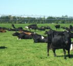 Fonterra reduces forecast milk price again