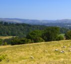 Welsh farmers recruited for new sustainable breeding project