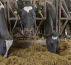 Breeding Series 2023: Increasing combined fat and protein by 182kg in 12 years