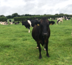 Using a synchronisation programme on late calvers