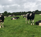 UK Govt wants to introduce ‘methane suppressants’ to farming