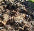 Shepherd pleads guilty to leaving dead sheep to rot
