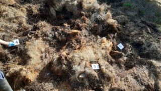 Shepherd pleads guilty to leaving dead sheep to rot