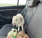 Police find lamb in car alongside £10k worth of drugs