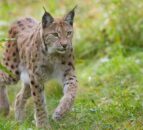 Proposals to reintroduce lynxes to Scotland 'unacceptable' - NFUS