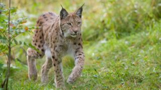 Proposals to reintroduce lynxes to Scotland ‘unacceptable’ – NFUS