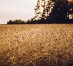 Polish minister for agriculture resigns over Ukrainian grain imports
