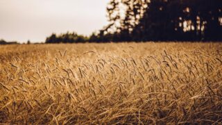 Polish minister for agriculture resigns over Ukrainian grain imports