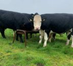 Irish finished bullocks €100/head behind NI beef prices