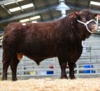 Sedgemoor sale sees Red Ruby Devon bulls peak at 6200gns