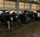 Dutch businesses see success with methane-reducing additive