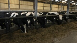 Dutch businesses see success with methane-reducing additive