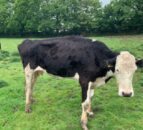 Cornish farmer banned from keeping animals for life